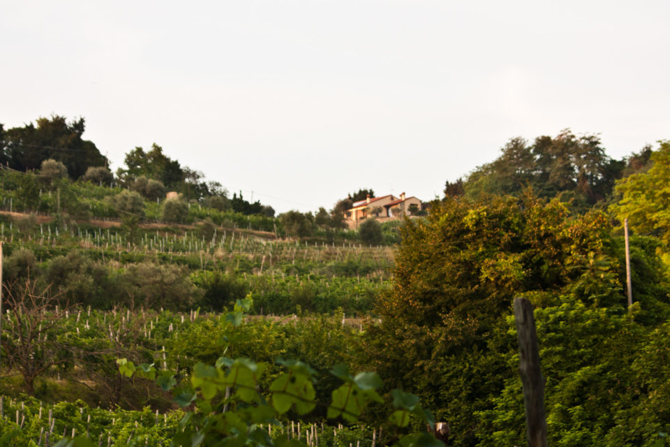 Monte-Brecale-Cantina