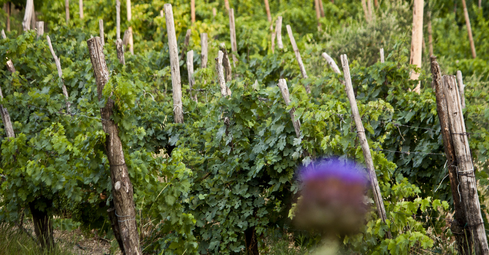 i nostri vigneti di Montebrecale