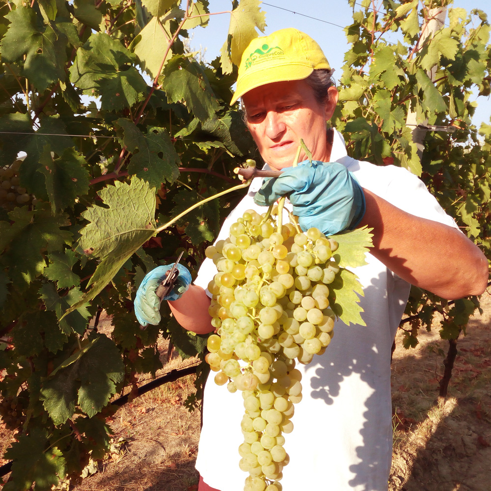 Montebrecale-Vendemmia